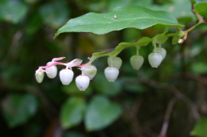 Salal_(Gaultheria_shallon)_Leaf_and_Flowers