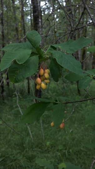 Oemleria cerasiformis