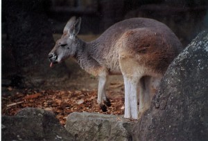 A Big Wallaby