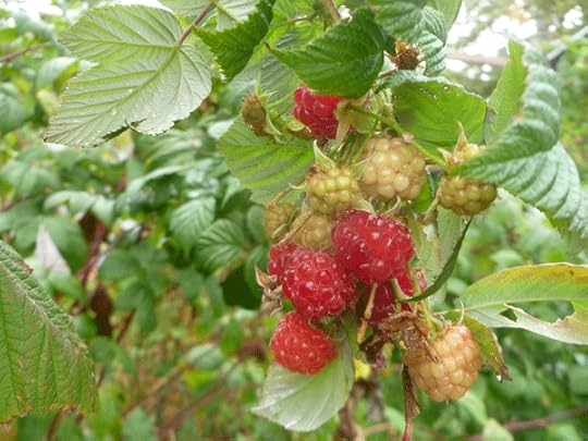 raspberries