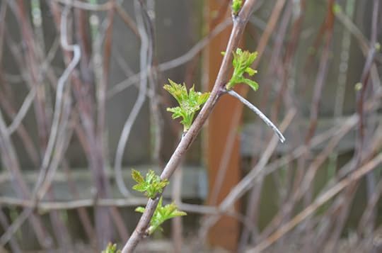 raspberry-emerging