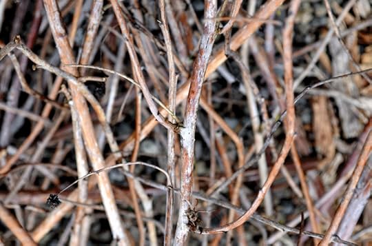 Side shoots from older, dead raspberry plants