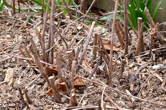 Base of raspberries with older stems cut out