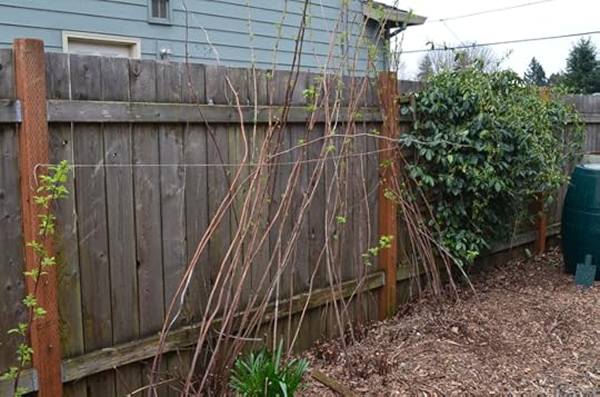 Thinned raspberries ready for the growing season