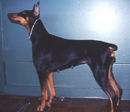 Doberman