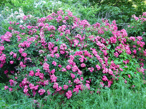 antique rose