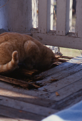 cat hunting