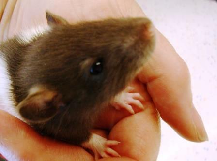 rat
