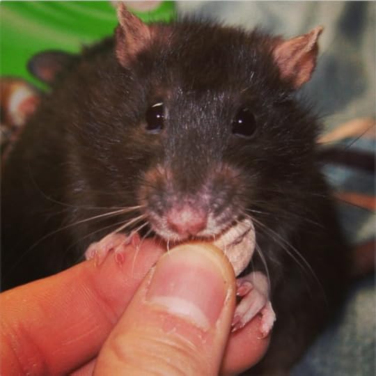 puFmIBSOGLTHXQePKK2KpPTT.png:Amazon:photo