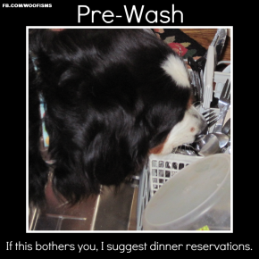 prewashatlanta2011 026 3 290x290 Sunday Silliness funny dog blog