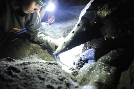 Mora working with a marine turtle nest (Photo: action.seaturtles.org)