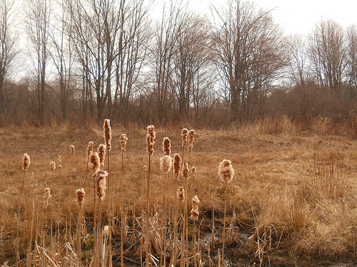 cattails