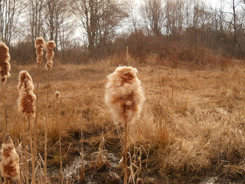 distaff cattail