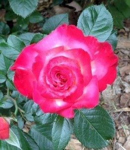 rose crop