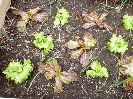 Tiny companions: onions interplanted with lettuces