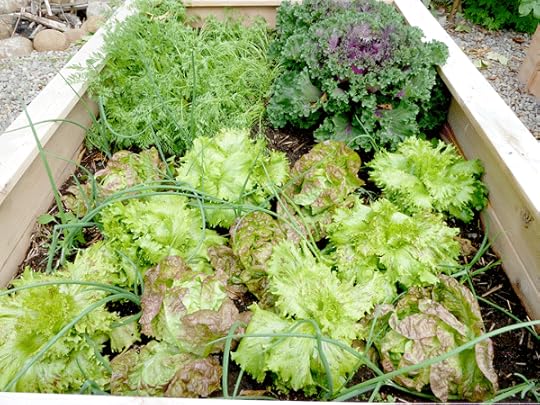 Mature companions: lettuces and onions growing together
