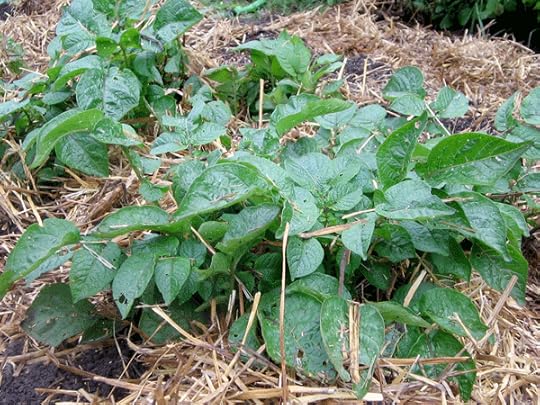 Leafy potatoes plants under fruit trees, shrubs and anywhere there's a spot of daylight