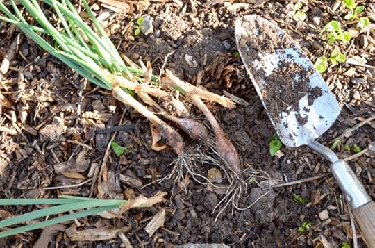 Replanting shallots after forgetting to harvest them last fall = more shallots this year!