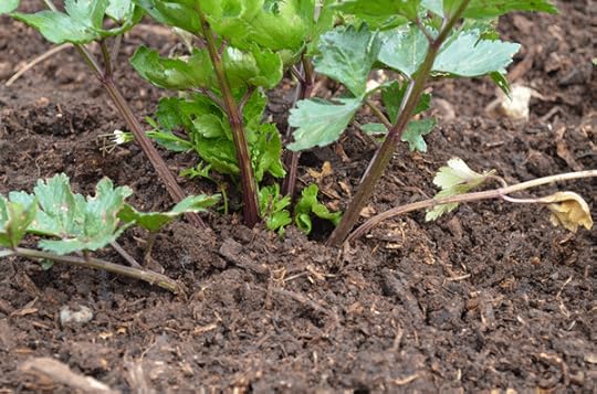 compost-beds