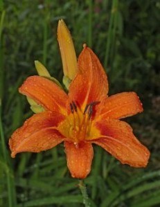 orange-daylily[1]