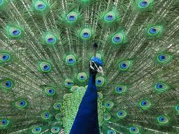 peacock