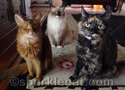 It's Caturday, not HumbleDay!