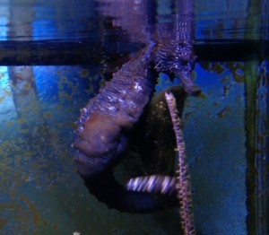 13B Cyg trying to hitch on outflow