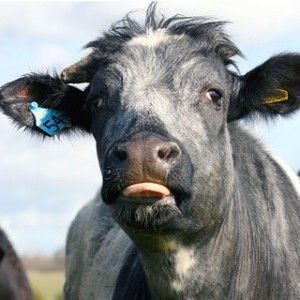 plastic-cattle-dna_1