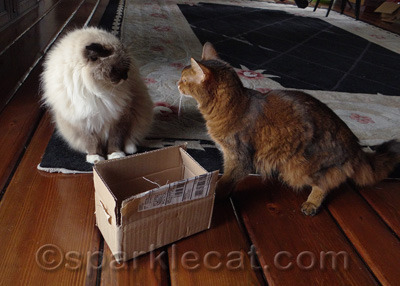 Actually neither of us really wanted the box