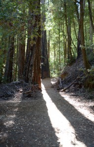 redwoods