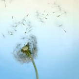 wind