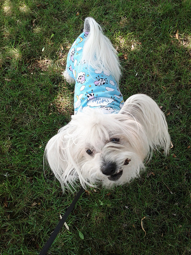 Petal in her cow pjs, happy with a stick. :)
