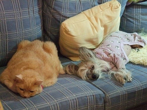 willow and amazon