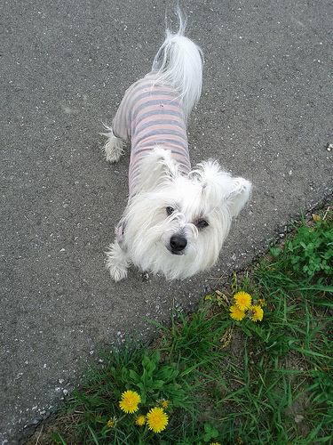 Petal looking up at me on our walk :)
