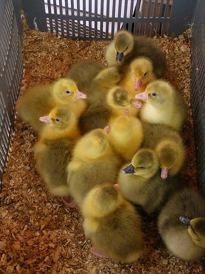 GHOSTDUCKS