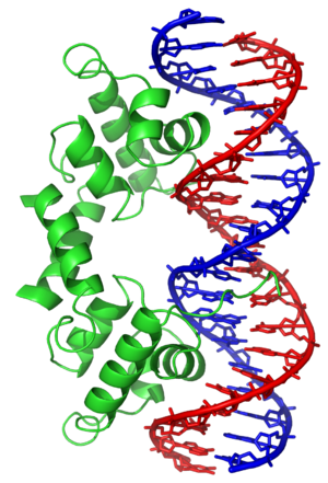 300px Lambda repressor 1LMB2 The Elioud Race