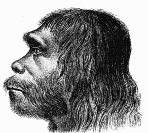 300px Neanderthaler Fund2 The Elioud Race