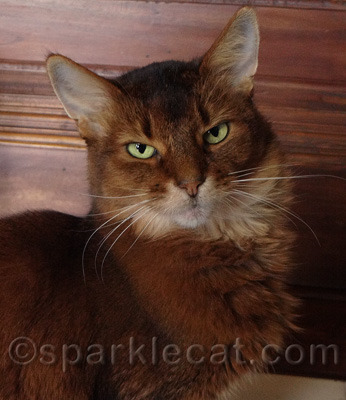 Don't let your human be a slacker!
