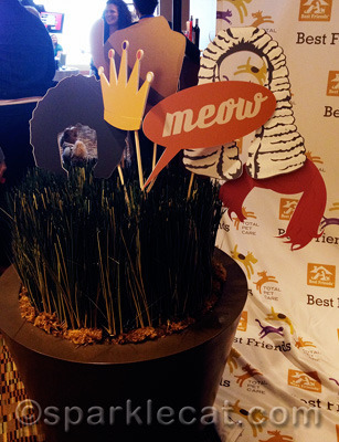 Meow indeed!