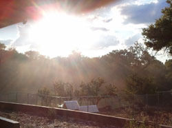Heavenly Interest in the chicken coop