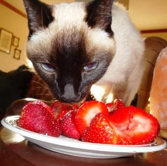kitty snackage