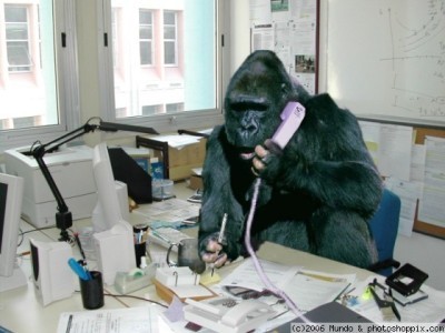 gorilla office worker