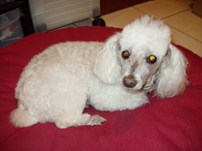 Pet