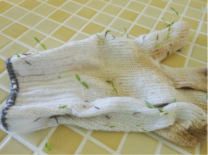 gardener's gloves