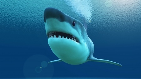 20081593_shark