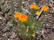 california poppies