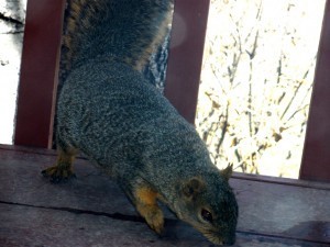 One-Eyed Fox Squirrel Takes Drink from last of Winter's Snow