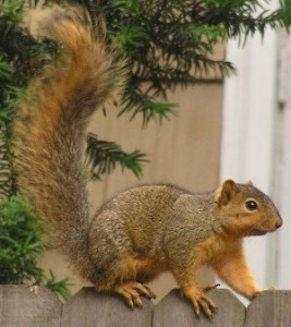 Fox Squirrel in Ohion