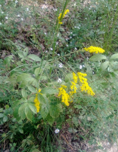 goldenrod