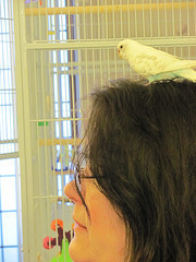 A bird on the head...